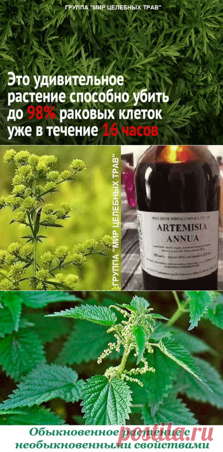 РАСТЕНИЕ, КОТОРОЕ УБИВАЕТ 98% РАКОВЫХ КЛЕТОК ЗА 16 ЧАСОВ! И оно растет у нас!