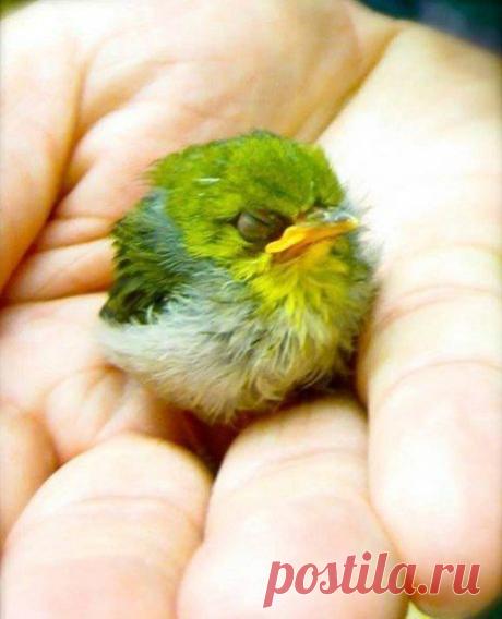 Птенец Angry Birds, он существует!)