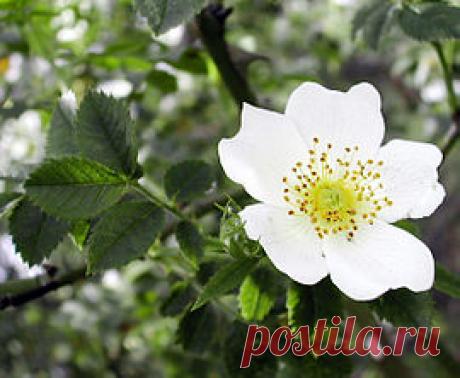 ვარდისებრნი - ვიკიპედია