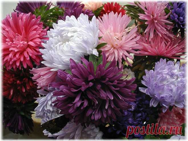 astra.jpg (900×675)