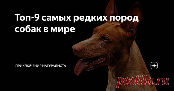 Топ-9 самых редких пород собак в мире Мир собак так же многогранен, как скопление созвездий во Вселенной. Пусть это звучит пафосно, но реально фауна планеты поражает своим разнообразием. Рассмотрим в качестве примера редкие породы собак.