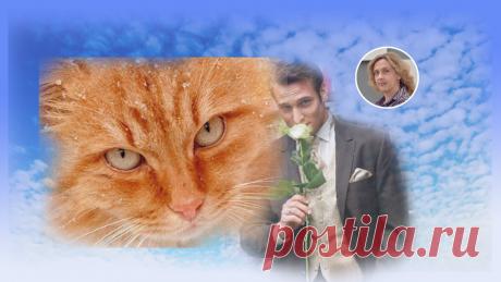 Почему женщины выбирают котов и чего жаждут от мужчин | Ольга Зимихина | Яндекс Дзен