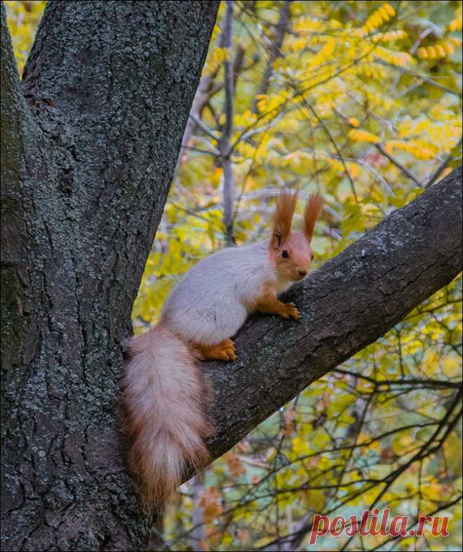 Фотографія *** / Дмитрий Домбровский / photographers.ua