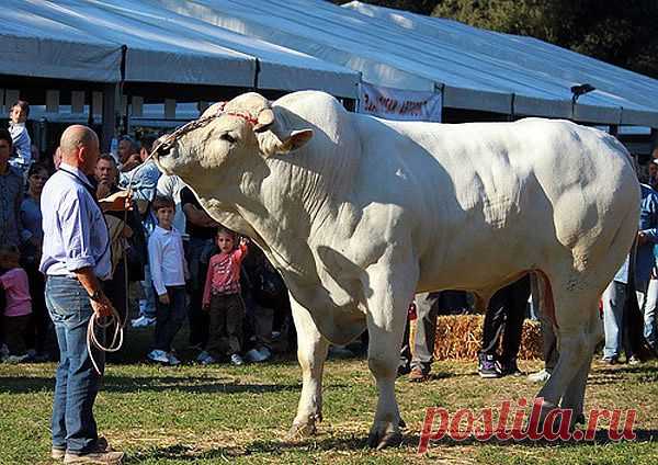 world_biggest_bull.jpg (600×424)