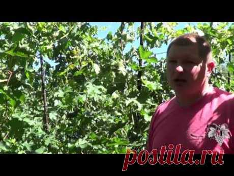 Чеканка побегов винограда. Удаление верхушек побегов. Виноград 2017.