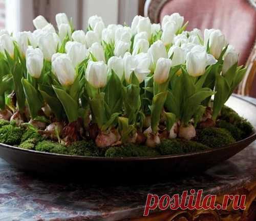 Тюльпаны выращиваем сами