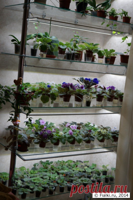 !!! Стеллаж со светодиодным освещением для фиалок. | Fialki.ru, фиалки (сенполии)