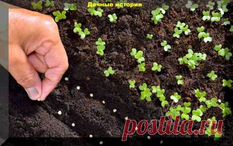 Памятка дачнику как правильно рассчитать сроки посева. Когда и что нужно сеять | 6 соток