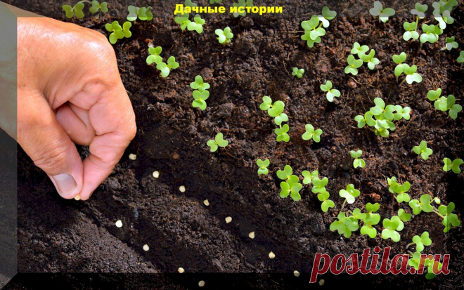 Памятка дачнику как правильно рассчитать сроки посева. Когда и что нужно сеять | 6 соток