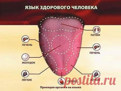 Изучайте свой язык! 
 Язык, помимо прочих важных функций, служит зеркалом организма – по нему можно определить и состояние иммунитета, и диабет, и проблемы с почками… 
 Считается, что чистый язык, без налета - признак здоровья пищеварительной системы. Но здесь все не так просто. Язык способен отражать состояние практически всех органов и систем. Например, кончик языка отвечает за тазовые органы, середина слева - за печень, а справа - за селезенку. Боковые края показывают состояние легких - пра