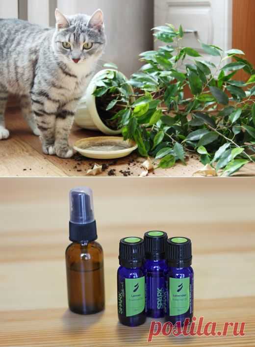 Как защитить растения от кота