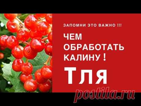 Спасаемся от ТЛИ!!! Все способы народные и не только! Обработка Розы, калины, кустарников, деревьев