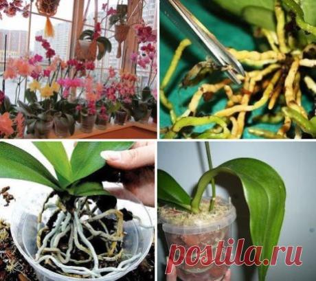 ПОШАГОВАЯ ИНСТРУКЦИЯ ПО ПЕРЕСАДКЕ ФАЛЕНОПСИСА (ОРХИДЕЯ)
Мы эту информацию собирали по крупицам, сохраняйте для себя и делитесь с друзьями. Старались для вас, дорогие). В интернете такого не найдете.
Шаг 1
Достаньте орхидею из горшка и положите её в широкий таз. Чтобы вам легче было вытащить орхидею, помните слегка стенки горшка. Если это не поможет – аккуратно, чтобы не повредить воздушные корни фаленопсиса, разрежьте или разбейте старый горшок.
Обычно, чем сильнее развита корневая у фаленоп