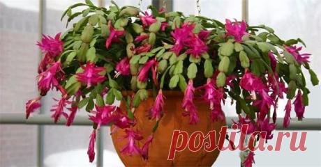 Растения будут цвести пышно и долго, если воспользоваться чудо-подкормкой!