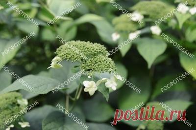 Гортензия древовидная белая Белая гортензия древовидная цветёт в саду летом, цветочный растительный фон.