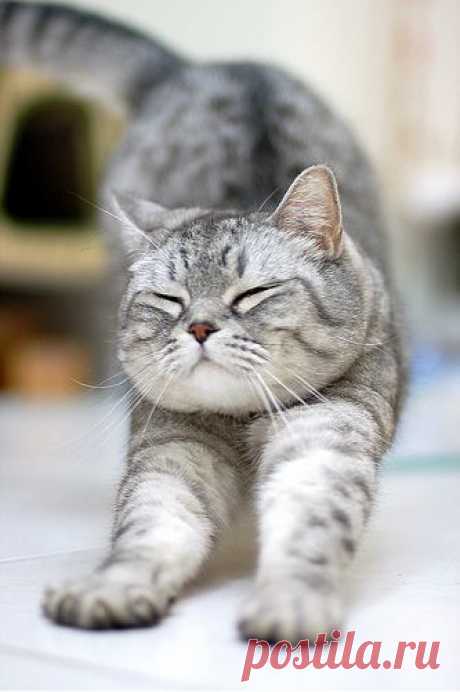 Flik the Stocky Kitty - Love Meow