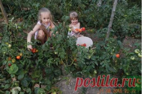 Клубничная (садовая) тёплая грядка Розума (продолжение). Раскрытие потенциала живой Земли | Клуб Органического Земледелия