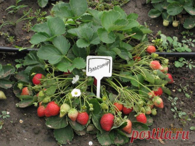 Письмо «сообщение хельга_оля : ПОДКОРМКА КЛУБНИКИ (15:49 01-02-2017) [5861588/407575799]» — хельга_оля — Яндекс.Почта