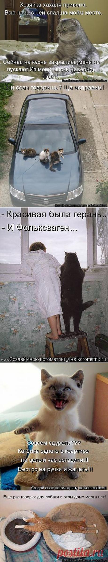 Котоматрица: Лучшие за всё время