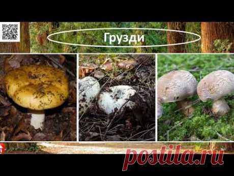 Грибы 🍄  Тест виды грибов 🍄 Хорошо ли ты знаешь грибы? 🍄  Дом тестов