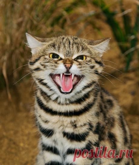 Черноногая кошка (Felis nigripes) | Терри Уиттакер Фотография