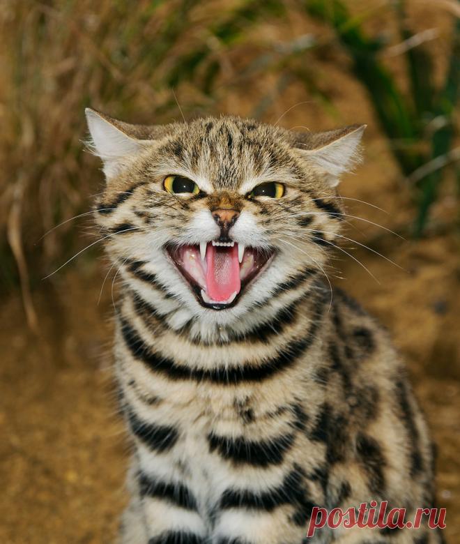 Черноногая кошка (Felis nigripes) | Терри Уиттакер Фотография