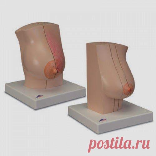 Грудь болит? – Поможет эвкалипт! | Друг пенсионера
Когда у меня начала болеть грудь, я перепугалась не на шутку. У моей те­ти несколько лет назад была опера­ция по удалению опухоли в молочной железе. Меня это так потрясло!