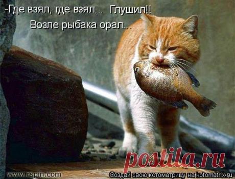 Есть улов! | KotoMail.ru