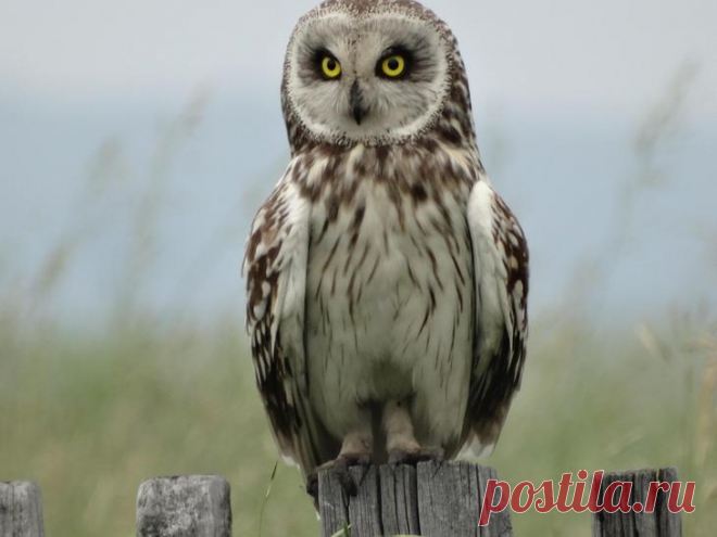 Мои птичьи фотострасти