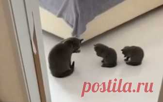 На видео кошка учит своих детенышей мыться – котята сидят перед мамой и повторяют за ней каждое движение