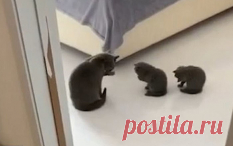 На видео кошка учит своих детенышей мыться – котята сидят перед мамой и повторяют за ней каждое движение