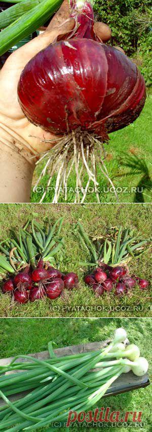 Лук и морковь. Совместная посадка. Маячковый лук.