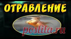 Лечение аквариумных рыбок! Ихтик, манка, гексамитоз, ихтиофтириоз, плавниковая гниль. - YouTube