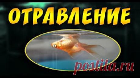 Лечение аквариумных рыбок! Ихтик, манка, гексамитоз, ихтиофтириоз, плавниковая гниль. - YouTube