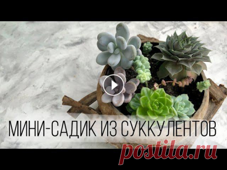 Мини-садик с суккулентами | Мой опыт в выращивании суккулентов Композиции из суккулентов - это милая и приятная вещь, которая радует глаз. Какие бывают композиции из суккулентов, как я выращиваю садики из суккулен...