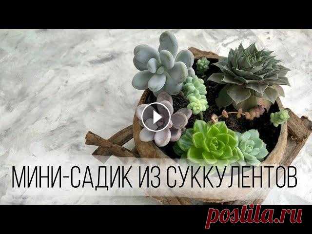 Мини-садик с суккулентами | Мой опыт в выращивании суккулентов Композиции из суккулентов - это милая и приятная вещь, которая радует глаз. Какие бывают композиции из суккулентов, как я выращиваю садики из суккулен...