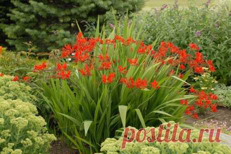 Многолетний садовый цветок Крокосмия (Crocosmia). Клубнелуковичный многолетник, напоминающий гладиолус: с узкими мечевидными листьями, высокими разветвленными цветоносами и яркими оранжево-красными цветками, 3-5 см в поперечнике. Цветет с июля по сентябрь.

Основные виды.
В культуре чаще всего встречается к.крокосмиецветная, или обыкновенная (C.crocosmiiflora). Высота стеблей до 1 м. Клубнелуковица диаметром 1,5 - 3,5 см. Листья длиной до 90 см; цветки оранжево-красные.