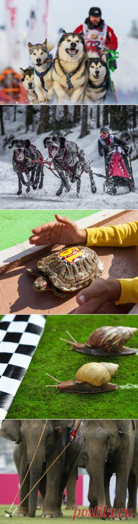 О спорте в животном мире | Зооляндия