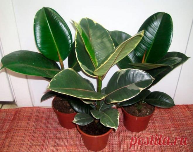Как ухаживать за фикусом эластика: советы, правила, рекомендации
