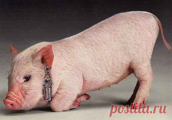 Происхождение выражений — Интересные факты