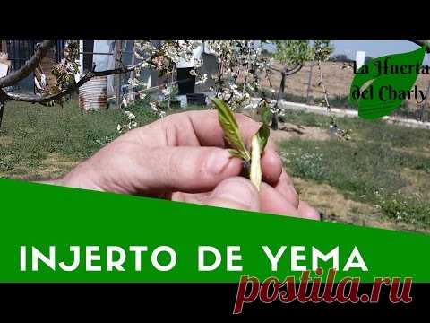 Injerto de albaricoquero en escudete