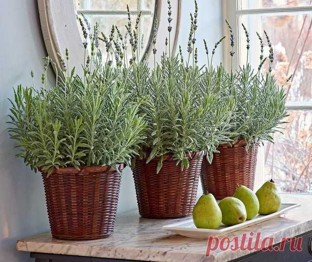 Комнатная лаванда — капризная, но неподражаемо эффектная. Уход в домашних условиях. Фото — Ботаничка.ru
