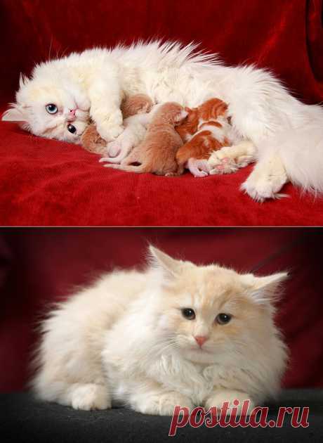 Кошечки и котята из Lucky Cat Cattery.
