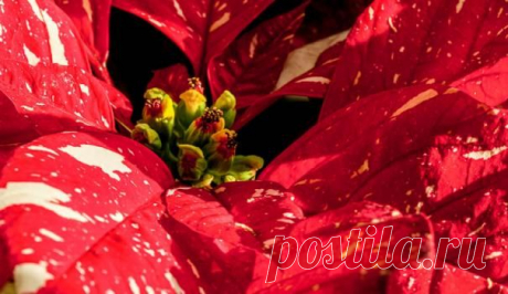 Пуансетия — растение с интересным окрасом цветка и листьев — Сад на подоконнике