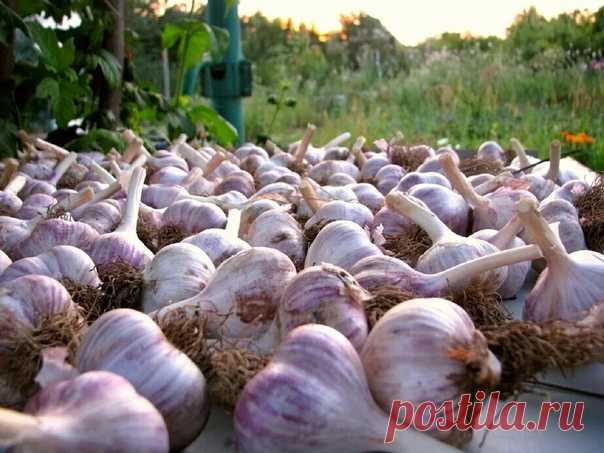 Для хорошего урожая чеснока! Полезно знать
...