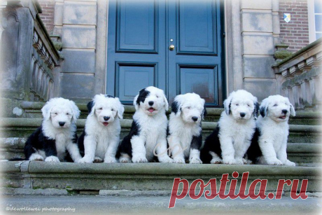 Шесть очаровательных щеночков бобтейла : НОВОСТИ В ФОТОГРАФИЯХ