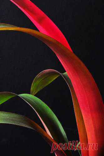Bromeliad Dreams Vertical | A vertical version of the same p… | Flickr