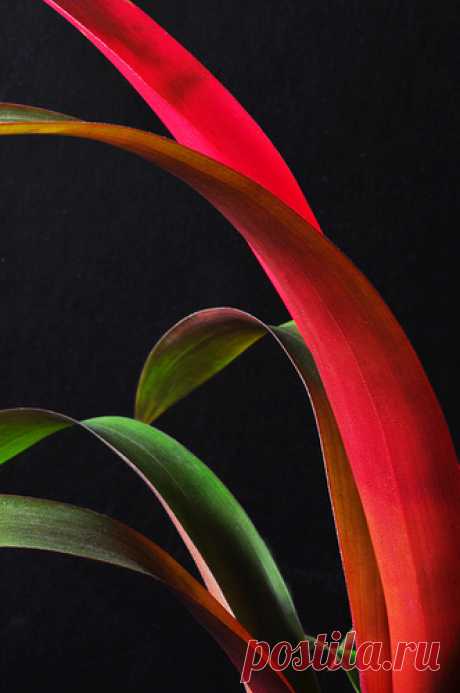 Bromeliad Dreams Vertical | A vertical version of the same p… | Flickr
