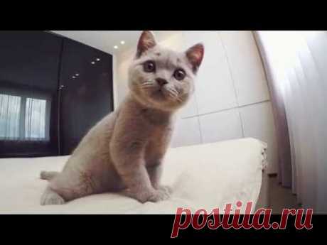 Ремонт двухкомнатной квартиры под ключ в Минске с перепланировкой Богдановича 2