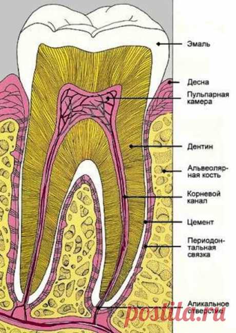ВЫРАЩИВАЕМ НОВЫЕ ЗУБЫ